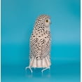 thumbnail image 5 of G6 COLLECTION Handmade Wooden Snowy Owl Figurine – Hand Carved Bird Sculpture, Winter Woodland Decor Accent – Snowy Owl, 5 of 8