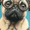 Smart Pug, variant on Cherry Blossom Branches Canvas Print, Decor for Living Room, Bedroom, Dining Room, Office, Hallway, Dorm