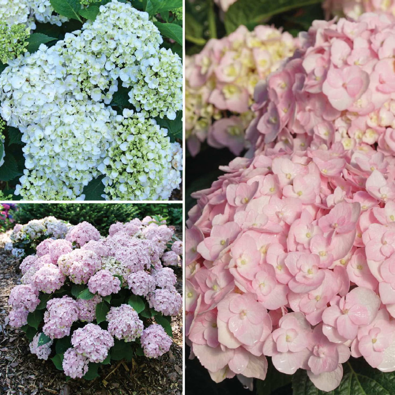 Proven Winners ColorChoice 5" Multicolor Wee Bit Innocent Bigleaf Hydrangea Live Plant in 4.5" Pot (4 Count)