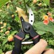 thumbnail image 4 of Garden Pruning Shears Straight Blade in Steel and Titanium Flower Scissors Bypass Cut Dry Wood Ergonomic Handles, 4 of 5