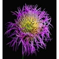 thumbnail image 2 of Reynolds, Richard 12x13 Black Ornate Wood Framed with Double Matting Museum Art Print Titled - Basket Flower, 2 of 4