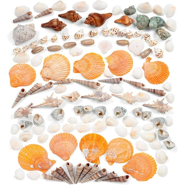 Crafts Assorted Sea Shells Ocean Decor Craft lot beach home cabin decor