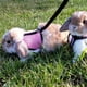thumbnail image 2 of Arnés ajustable para conejos, de malla transpirable, para caminar y trotar, para conejos y gatitos, talla L, color rosa, 2 of 3