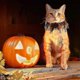 thumbnail image 4 of Pet Collar Elastic Pumpkin Pet Collar Halloween Decor Costume Accessory For Dogs Cats, 4 of 5