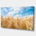 thumbnail image 2 of Barley Field under Blue Sky - Landscape Canvas Art Print, 2 of 4
