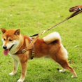 thumbnail image 3 of Classic double handle dog leash approximately 4.9' long by 1, 3 of 3