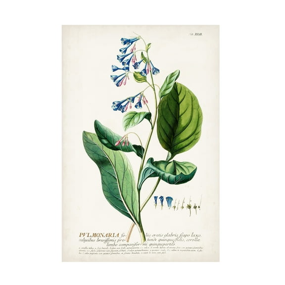Unknown 'Alluring Botanical V' Canvas Art