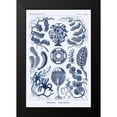 thumbnail image 2 of Haeckel, Ernst 13x18 Black Modern Framed Museum Art Print Titled - Haeckel Nature Illustrations: Siphoneae Hydrozoa - Dark Blue Tint, 2 of 5