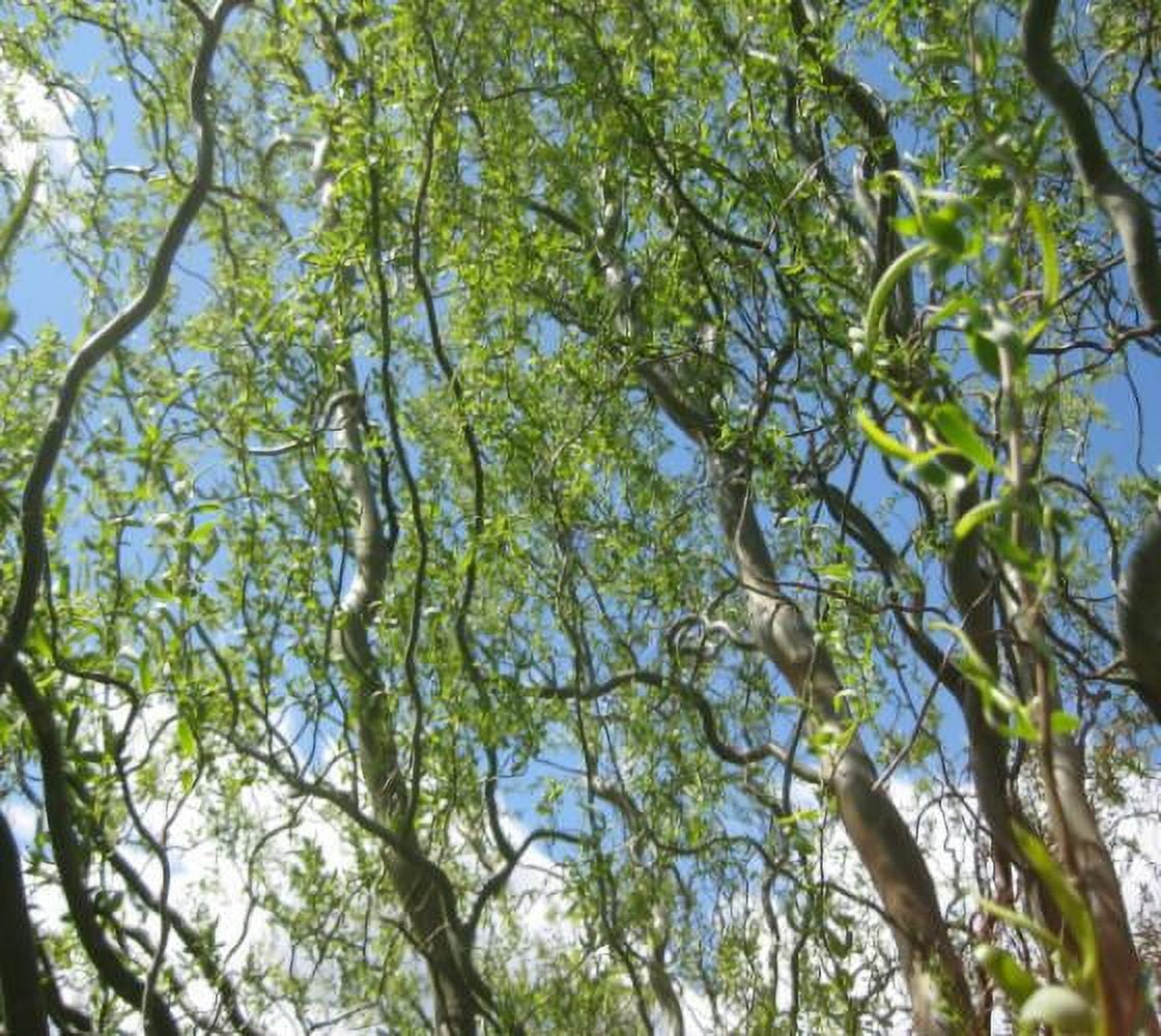 Golden Curls Corkscrew Weeping Willow Tree - Live Plant, (TG)