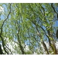 thumbnail image 2 of Golden Curls Corkscrew Weeping Willow Tree - Live Plant, (TG), 2 of 4