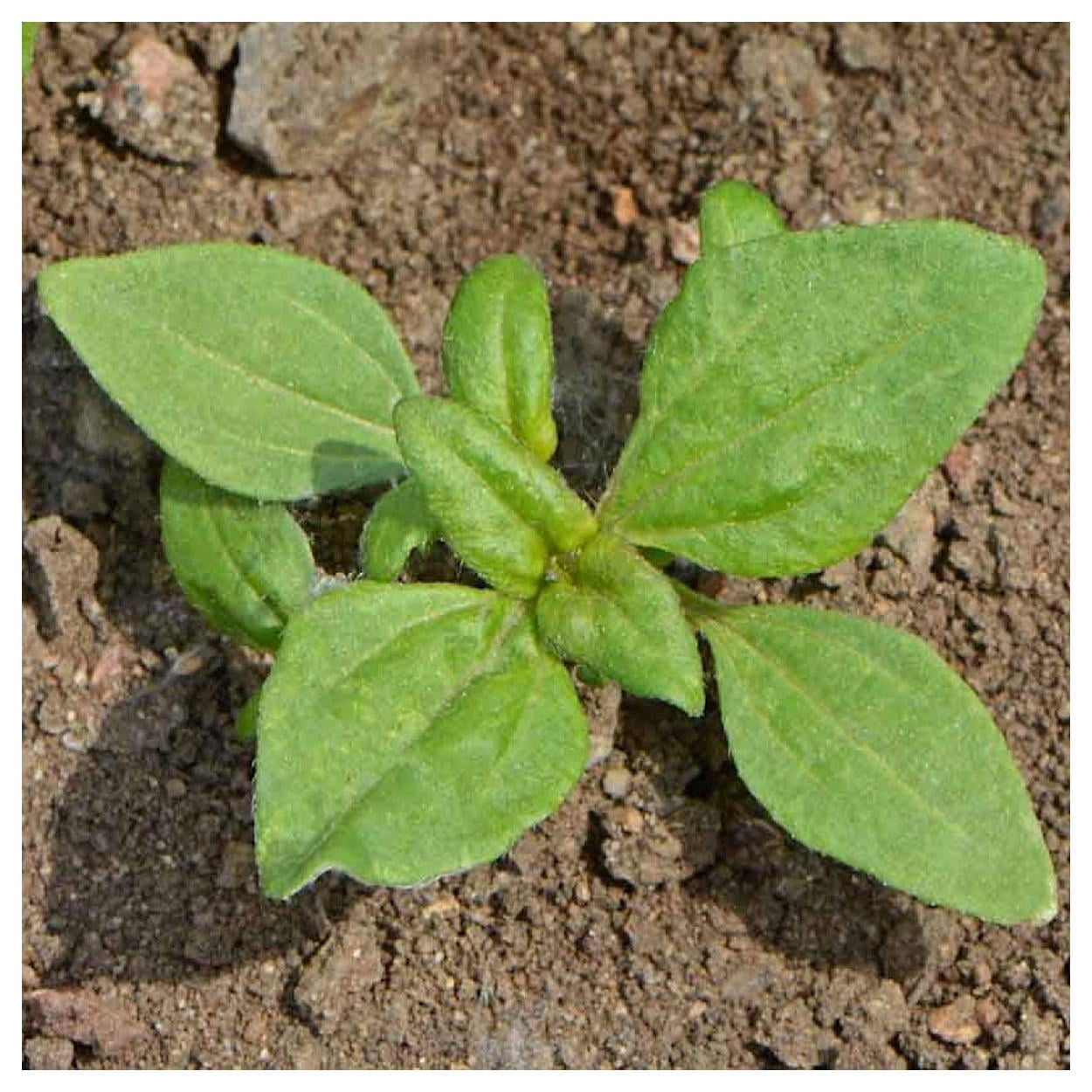 Everwilde Farms - 1/4 lb Creeping Zinnia Garden Flower Seeds - Gold Vault Bulk Seed Packet