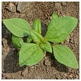 thumbnail image 3 of Everwilde Farms - 1/4 lb Creeping Zinnia Garden Flower Seeds - Gold Vault Bulk Seed Packet, 3 of 4