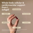 thumbnail image 5 of EuroPharma - Terry Naturally Clinical OPC Extra Strength 400 mg. - 60 Softgels, 5 of 8