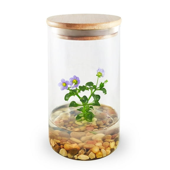 Persian Violet (Exacum Affine), Rare Violet Flower Terrarium, Anniversary Gift