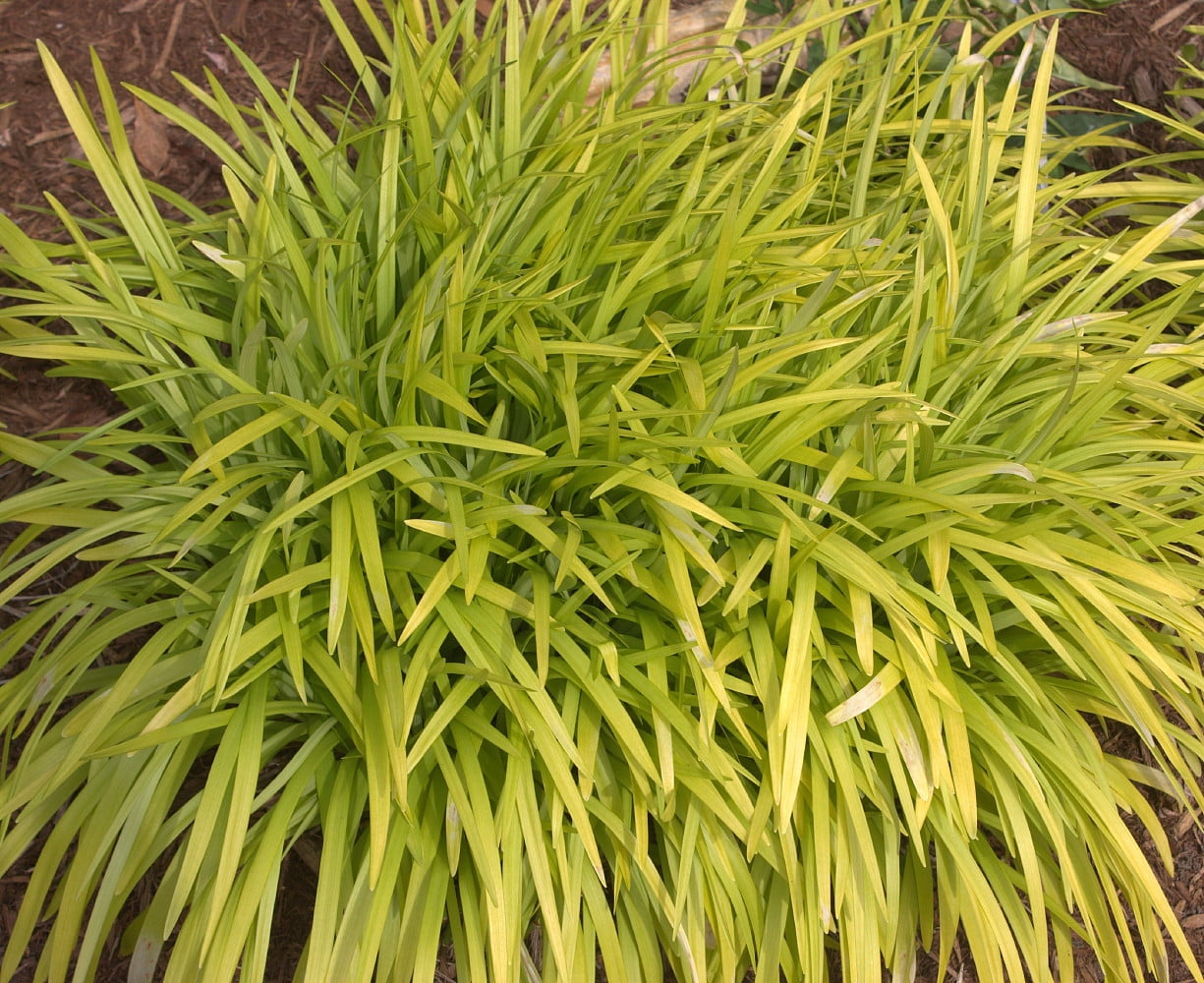 Peedee Ingot Golden Monkey Grass Liriope muscari Sun/Shade Gallon Pot