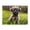 500 Pieces, variant on 500-Piece Wooden Jigsaw Puzzle for Adults - Puppy In Grass Cute Furry , Fun & Relaxing Family Game, No-Dust Interlocking Pieces, Perfect Wall Decor & Holiday Gift