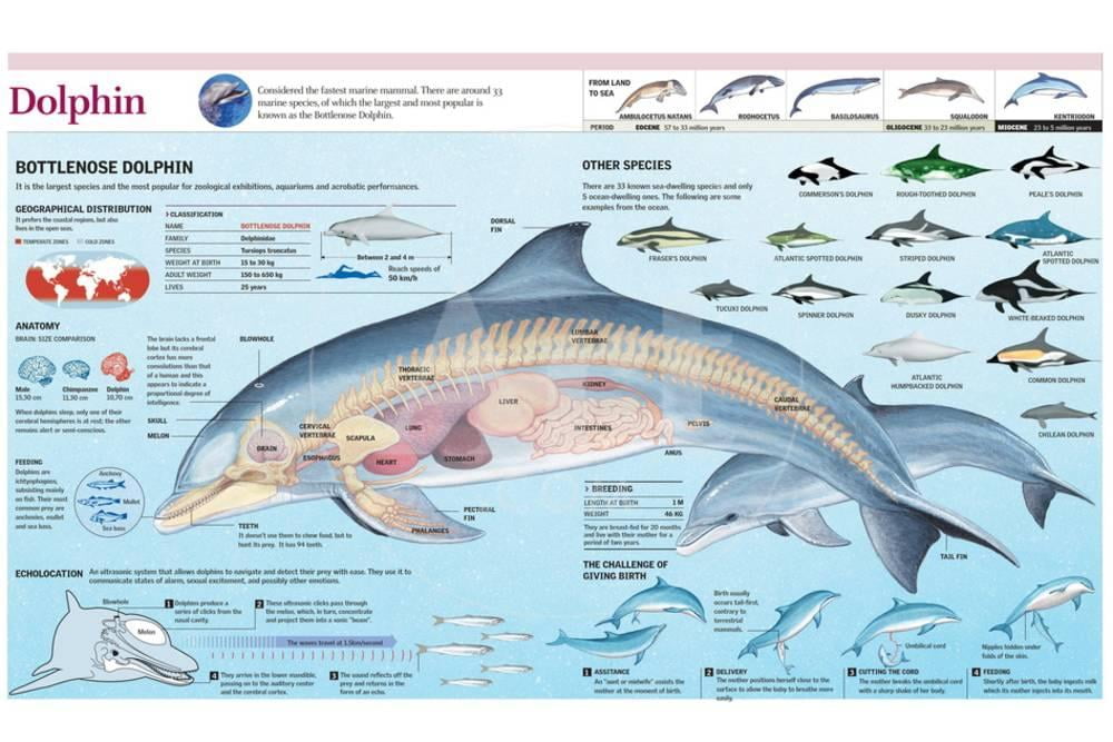 Infographic of the Anatomy, Habitat and Bottlenose Dolphin Breeding