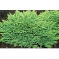 thumbnail image 5 of Prince of Wales Juniper - 30 Live Plants - Drought Tolerant Cold Hardy Evergreen Ground Cover, 5 of 8