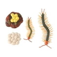 thumbnail image 4 of Shisuyan 1 Set Insect Model Toy Set Centipede Toy Set Life Cycle Demonstration Toy, 4 of 8