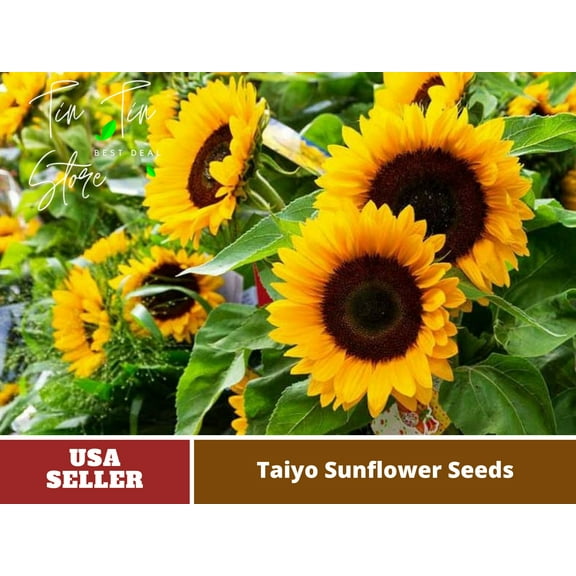 25  Seeds-Taiyo Sunflower Seeds For Planting#E034-Authentic Seeds-Flowers-Rose seeds-Herb seeds-Vegetable Seeds-Mix Seeds for Plant-B3G1