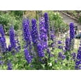 thumbnail image 1 of 500 Purple ROCKET LARKSPUR DELPHINIUM Ajacis Consolida Flower Seeds, 1 of 3