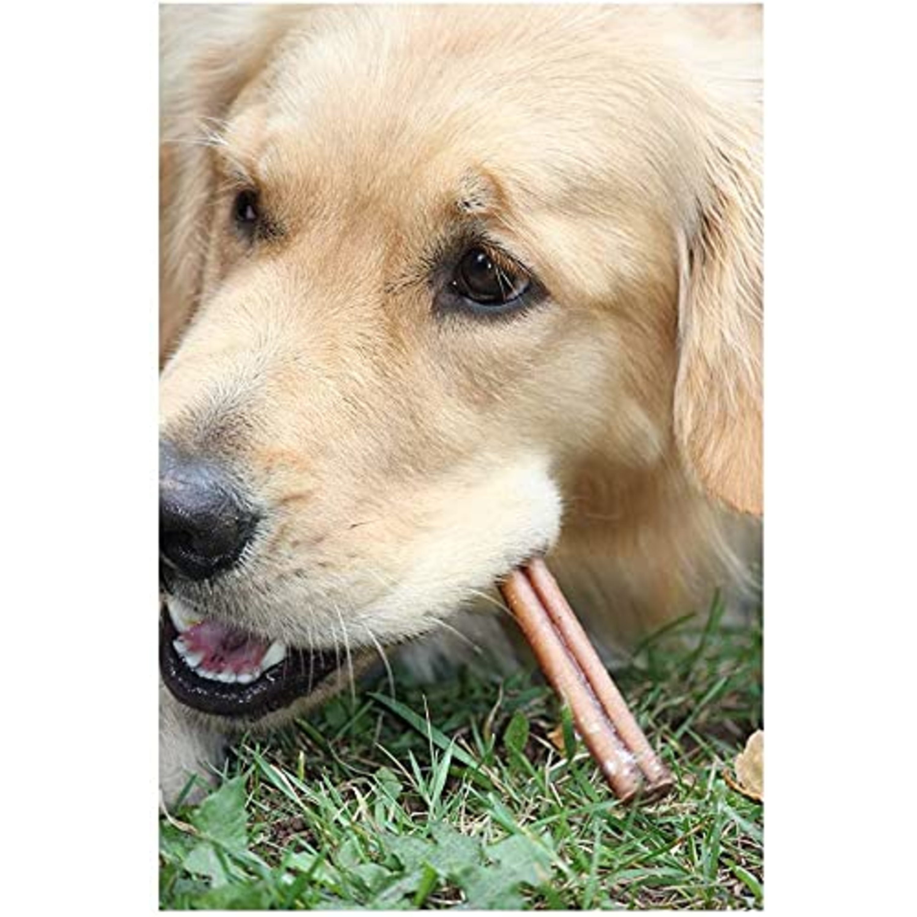 Downtown Pet Supply Bully Sticks For Dogs Free Range Dog Chews 12 Pack