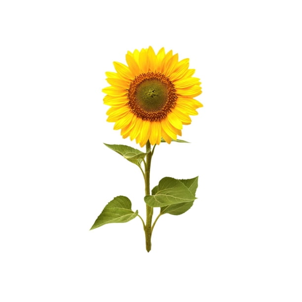 Girasol acrílico para jardín exterior, inserto para jardín, tarjeta decorativa para jardín