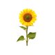 thumbnail image 1 of Girasol acrílico para jardín exterior, inserto para jardín, tarjeta decorativa para jardín, 1 of 8