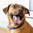 thumbnail image 5 of Kibbles ‘n Bits Mini Bits Small Breed Savory Bacon & Steak Flavor Dry Dog Food, 16 lb. Bag, 5 of 11