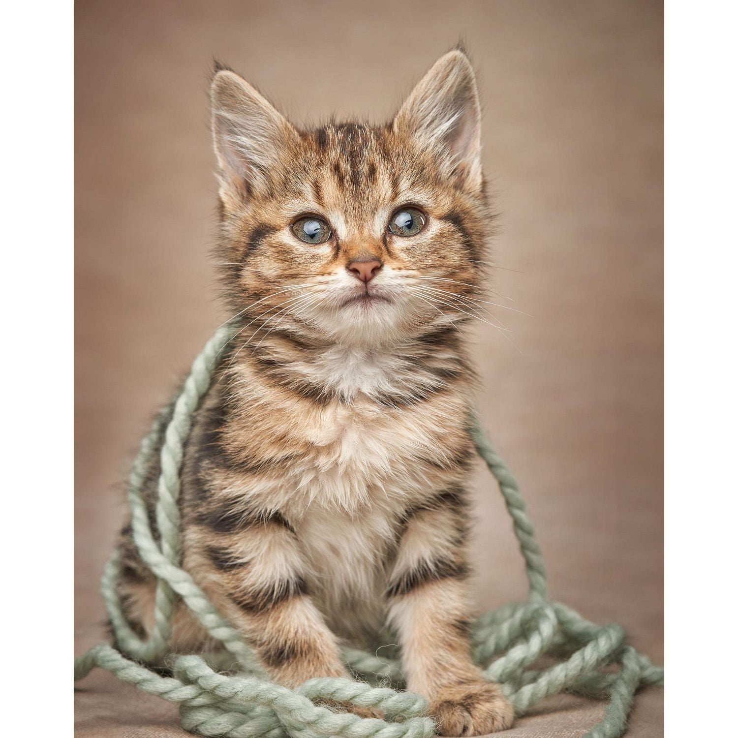 Jeté Imprimé Amoreux des Chatons