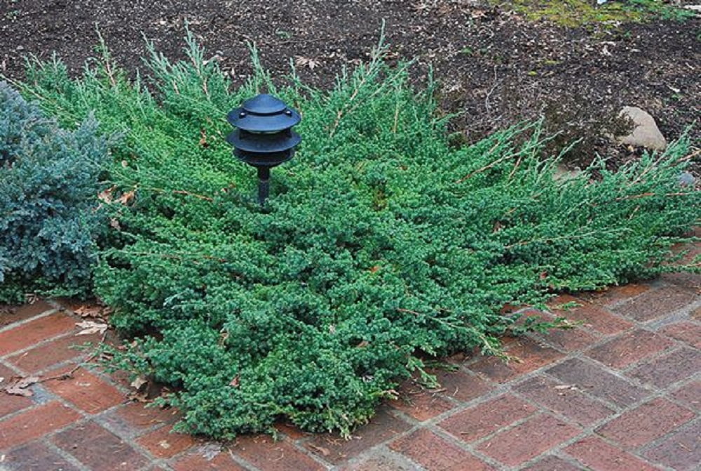 Blue Rug Juniper Creeping Evergreen Live Shrub in 1-Gallon Grower Pot