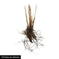 thumbnail image 4 of Maiden Miscanthus Ornamental Grass Dormant Bare Root Perennial Starter Plant Roots, 3 Plants per Offer, 4 of 4