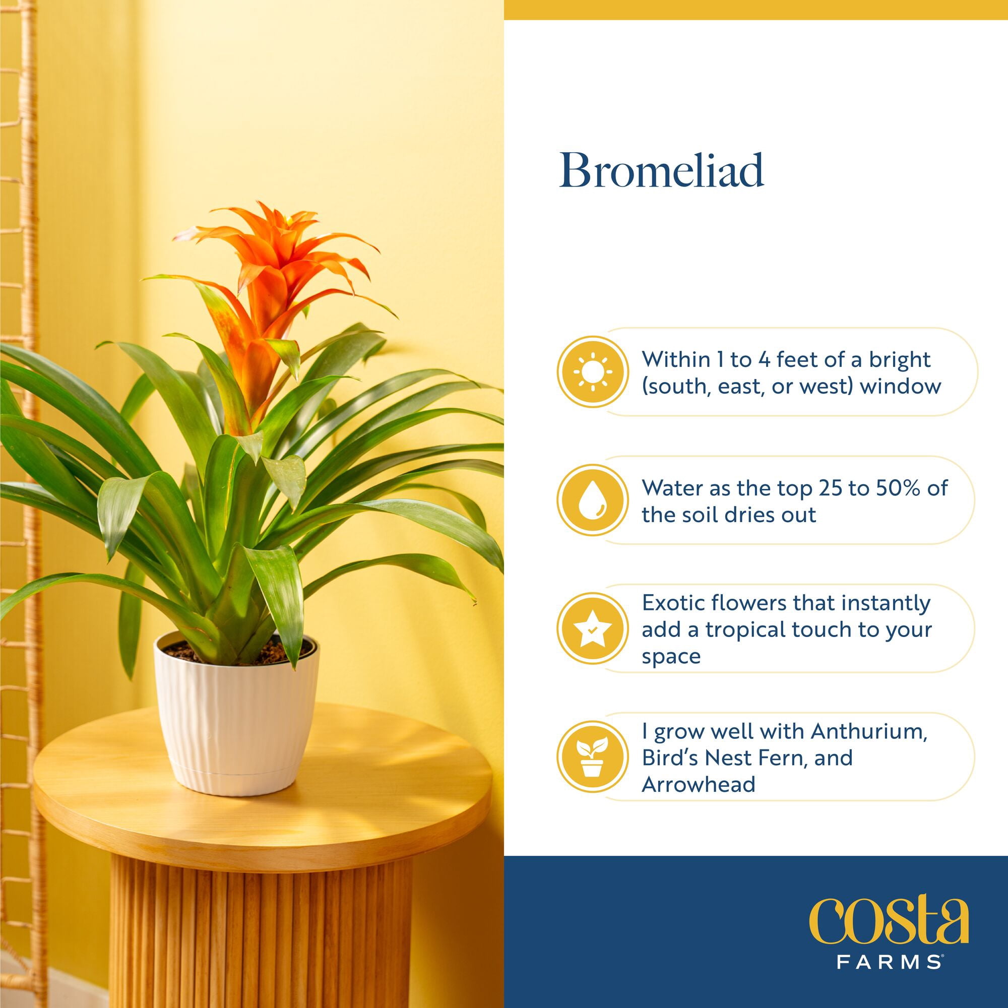 Costa Farms 20" Bromeliad Grower's Choice Live House Plants in 5" Grower Pot