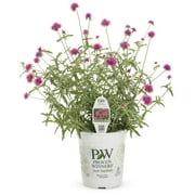Proven Winners 2.72QT Gomphrena Truffula Pink