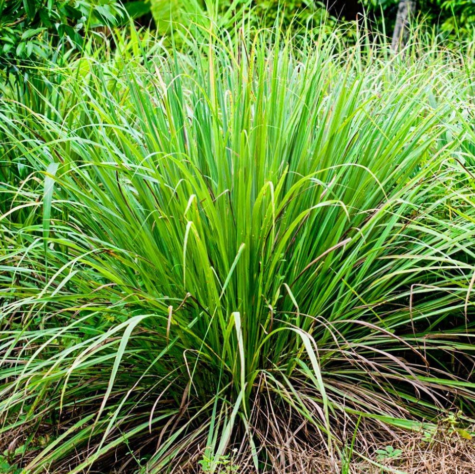 2 Citronella Grass Live Plants, Fragrant Lemon Grass Variety for Indoor & Outdoor Growing, Hardy Potted Herb Plants, 4-6 Inch Tall