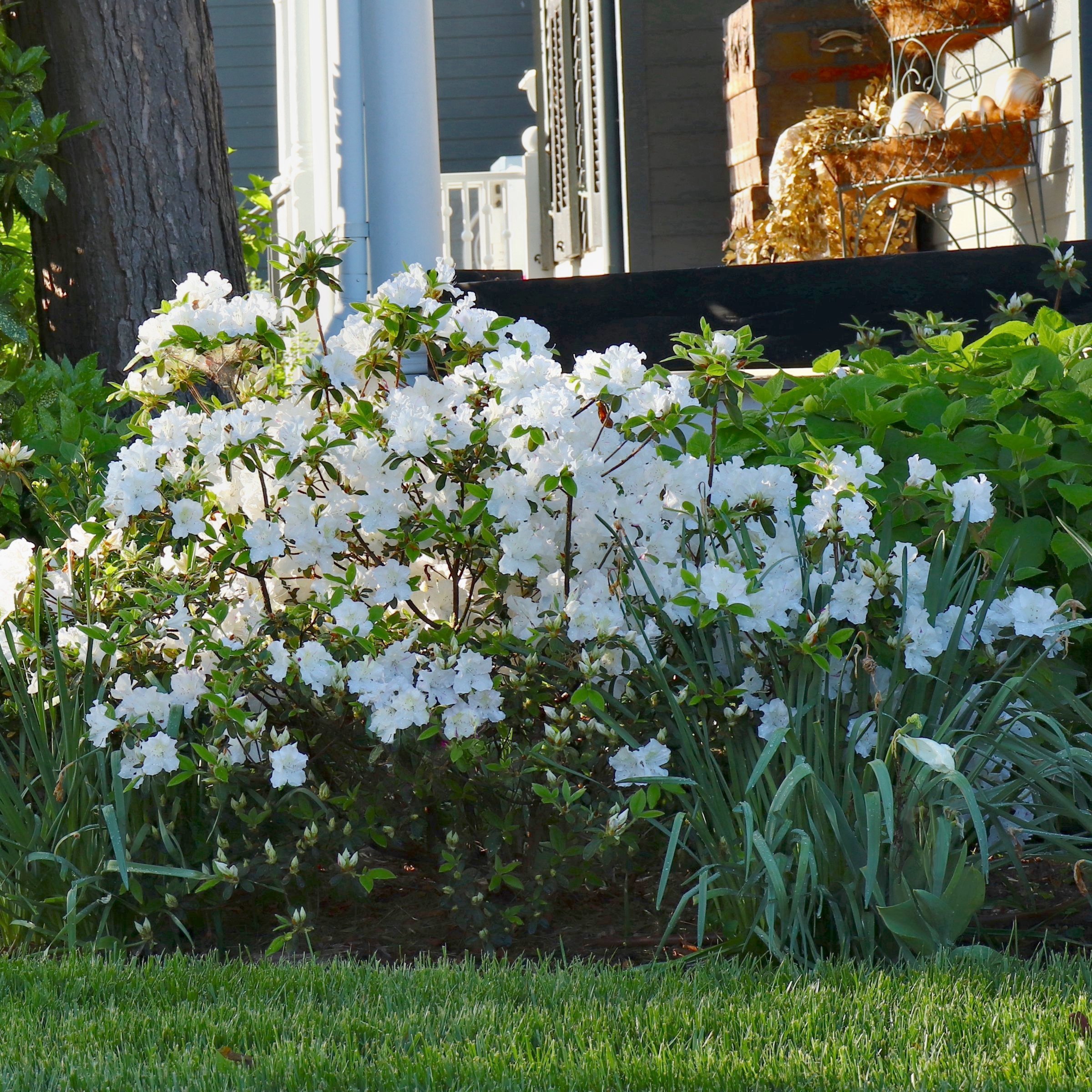 National Plant Network 4 in. Azalea FlorAmore White (3-Pack)