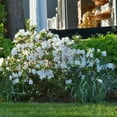 thumbnail image 2 of National Plant Network 4 in. Azalea FlorAmore White (3-Pack), 2 of 10