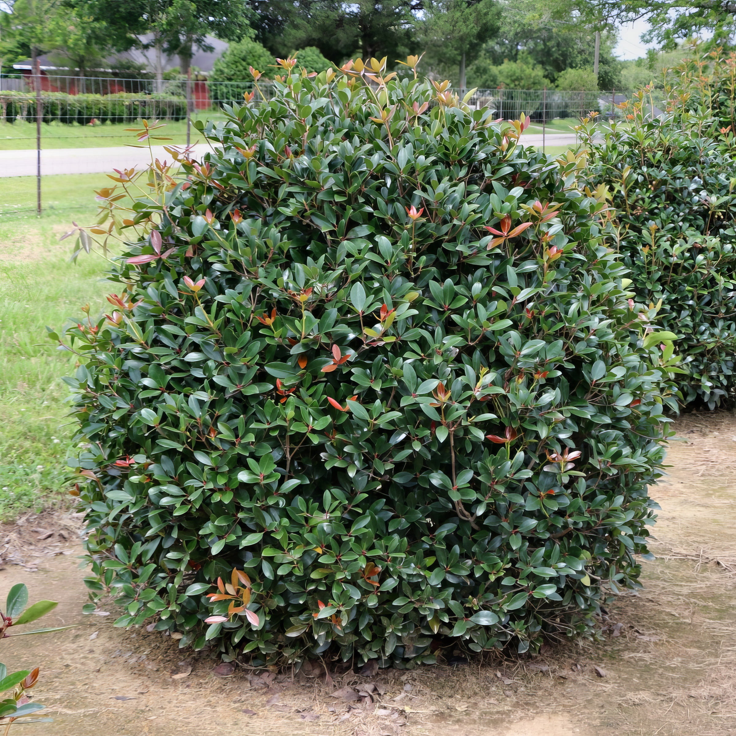 Live Shrub 1 gal Cleyera Japonica with Partial Sunlight