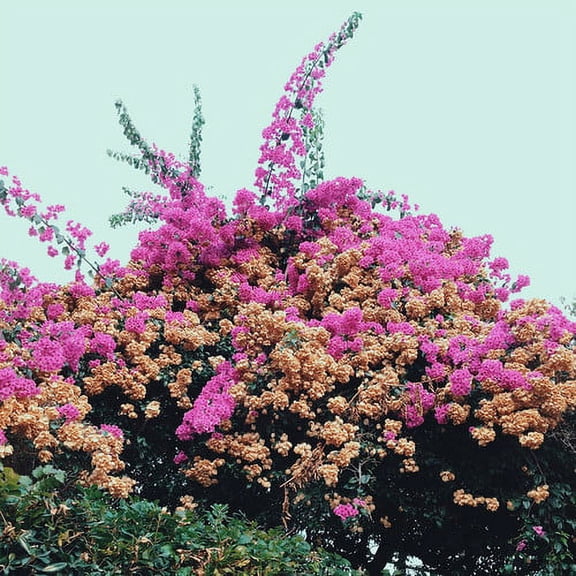 Jay Som - Turn Into - Music & Performance - CD