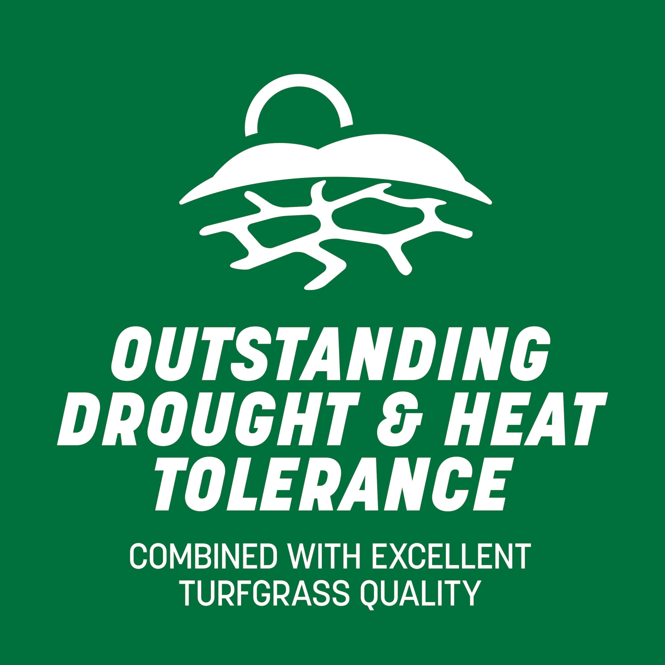 Pennington Smart Seed Professional Grass Seed Tri-Fescue Tall Fescue 50 lb