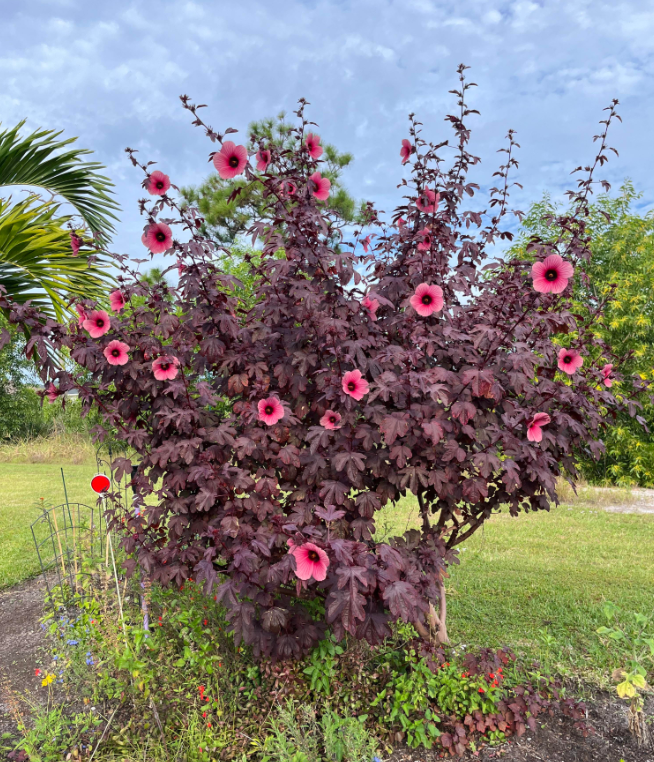 Set 2 Cranberry Hibiscus Live Plant, Hardy Red Hibiscus Flowering Starter Plant for Garden or Containers, 4–7 Inch Tall