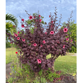 thumbnail image 4 of Set 2 Cranberry Hibiscus Live Plant, Hardy Red Hibiscus Flowering Starter Plant for Garden or Containers, 4–7 Inch Tall, 4 of 11