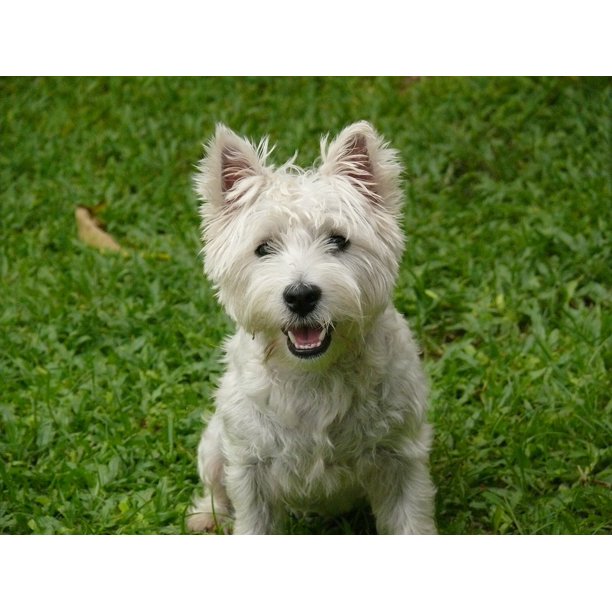 Terrier Dog Cute Pet Animal West Highland Terrier Inch By 30 Inch Laminated Poster With Bright Colors And Vivid Imagery Fits Perfectly In Many Attractive Frames Walmart Com Walmart Com