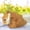 Brown, variant on White White Simulation Rabbit Figurine Desktop Ornament Cute Hare Model For Home Decor Miniature Animal Toy Gift For Kids Realistic Collectible Figure