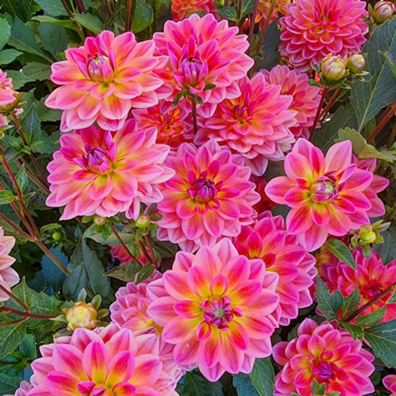 40 Seeds - Pacific View Dahlia Seeds - Pollinator Friendly - - Heirloom Flower Seeds Mix for Gardens
