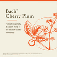 thumbnail image 3 of Bach Original Flower Remedies, Cherry Plum - 20 mL Dropper, 3 of 6