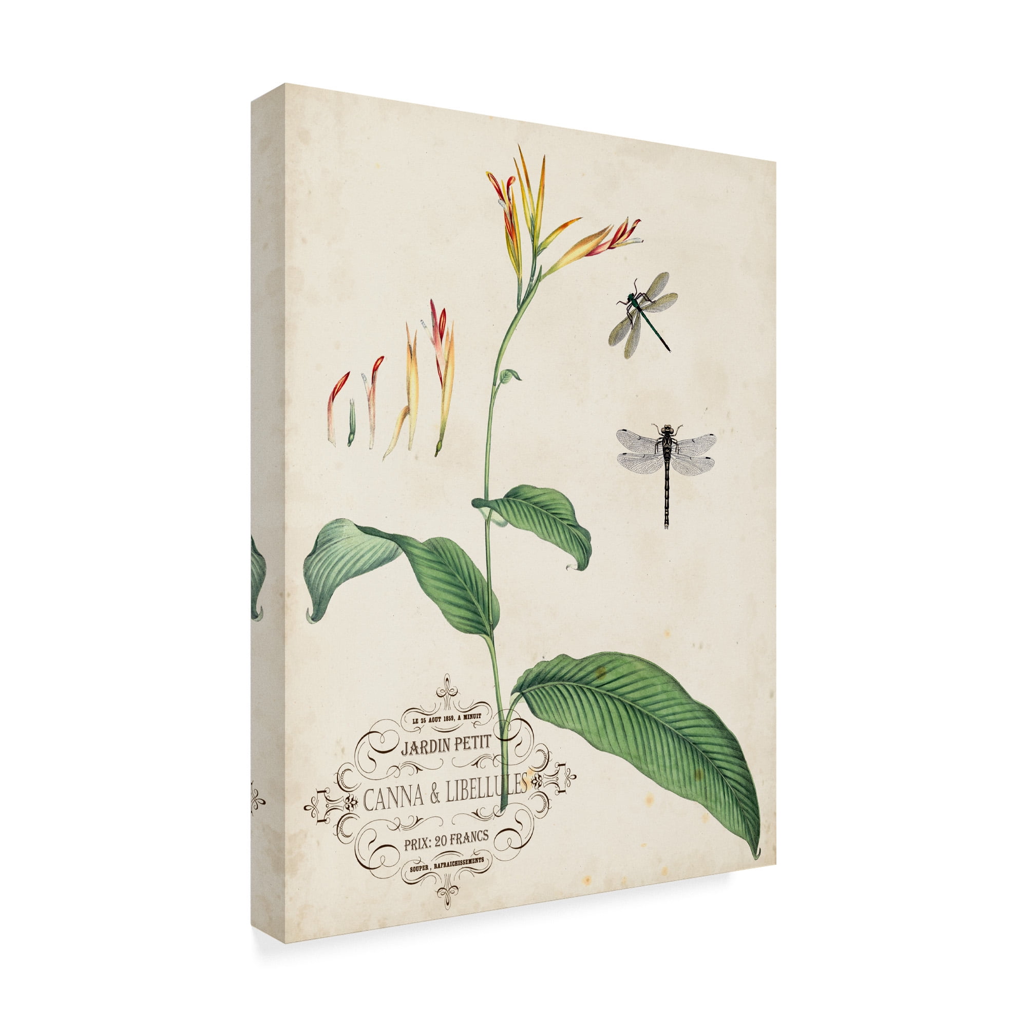 Trademark Fine Art 'Canna And Dragonflies I' Canvas Art by Vision Studio