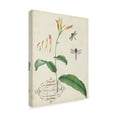 thumbnail image 2 of Trademark Fine Art 'Canna And Dragonflies I' Canvas Art by Vision Studio, 2 of 4