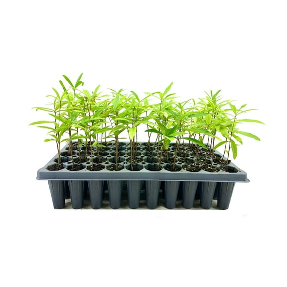 Willow Oak Tree  3 Live Plants  Quercus Phellos  Beautiful Unique Fast Growing and Hardy Shade Tree