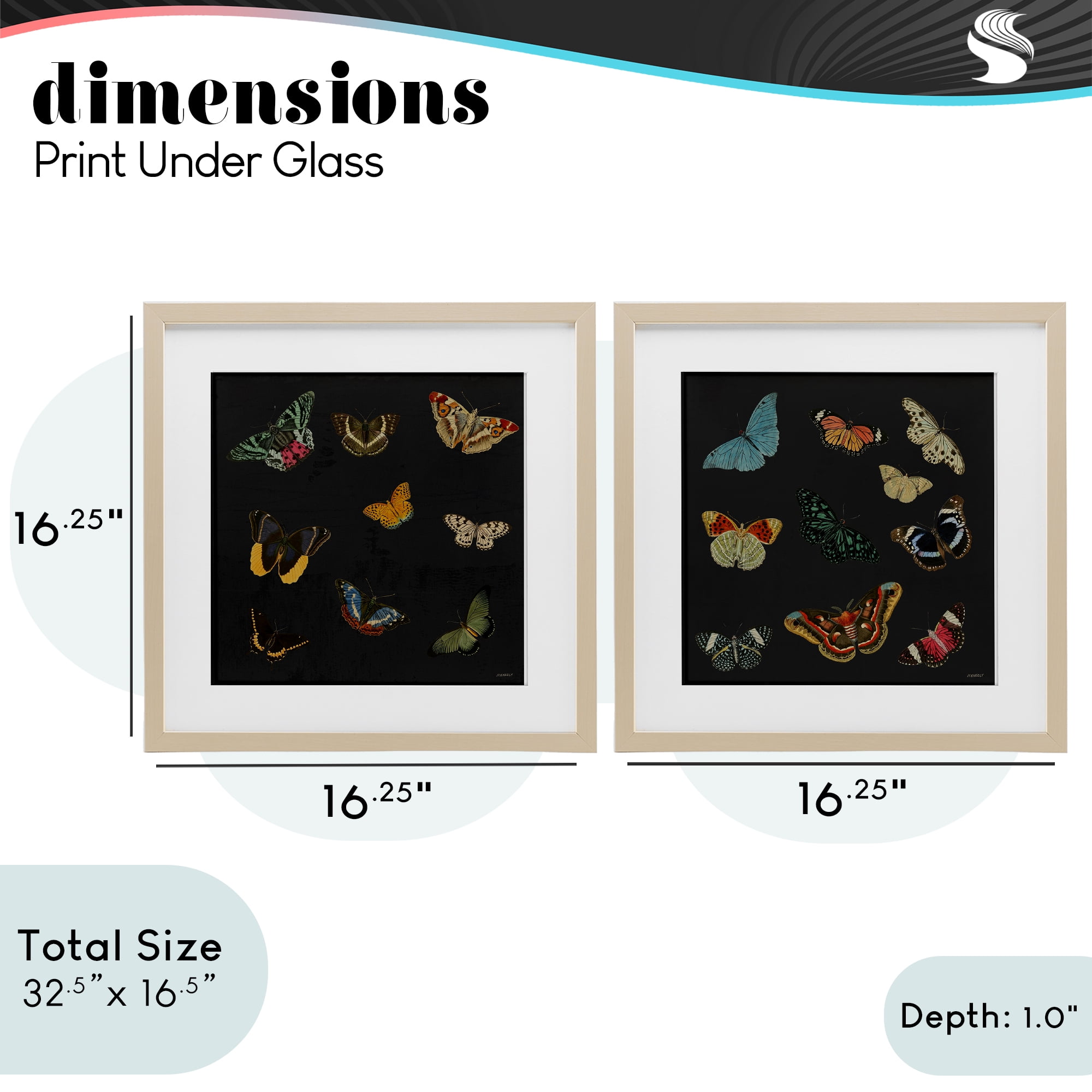 Stupell Industries Entomology Collection on Black 2 Piece Birch Framed Print Under Glass Set, design by Dan Meneely